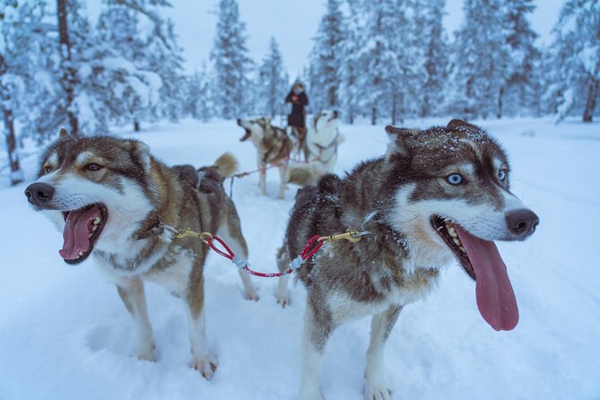 Husky Sleigh Ride to the Deeper Forest 12 to 14 Km - Good To Know