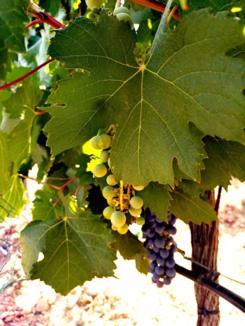 Ibiza Traditional Wine Tasting & Culture Tour - Good To Know