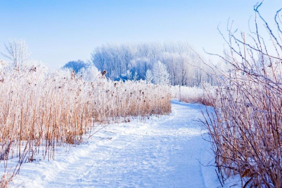 Îles-De-Boucherville: Park Entry W/ Fat-Bike & Snowshoeing