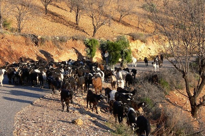 Imouzzer Waterfall Excursion & Paradise Valley - Good To Know