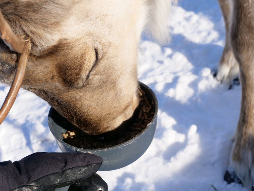 Inari: Sami Culture, Reindeer Farm Visit, and Campfire Lunch