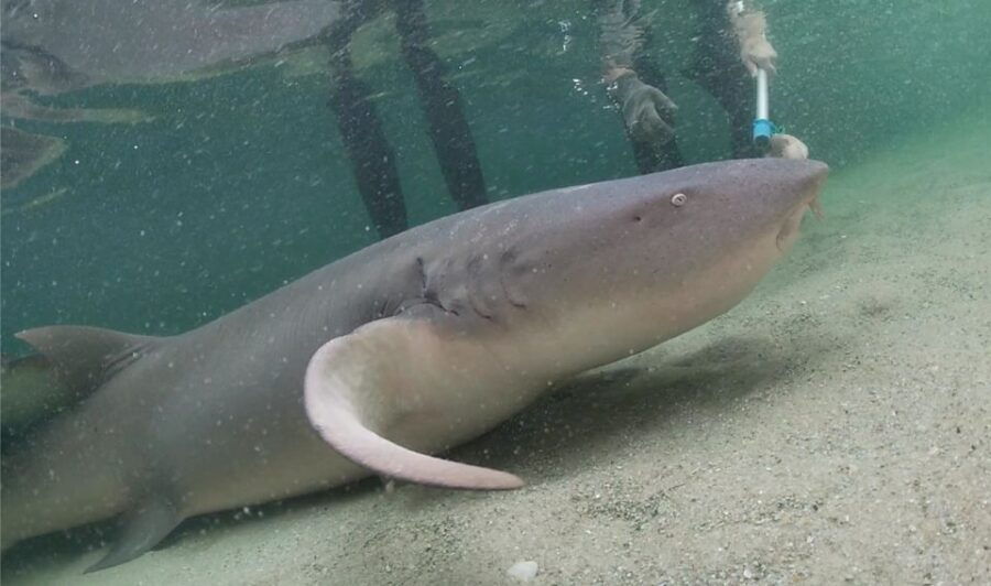 Irukandji Entry Pass & Reef Shark Encounter (12)