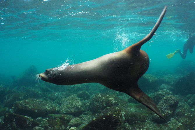 Isabela Island Private Los Tuneles Snorkel Tour  – Puerto Villamil