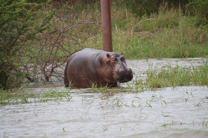 Isimangaliso Family Safari - Good Morning / Good Afternoon Safari