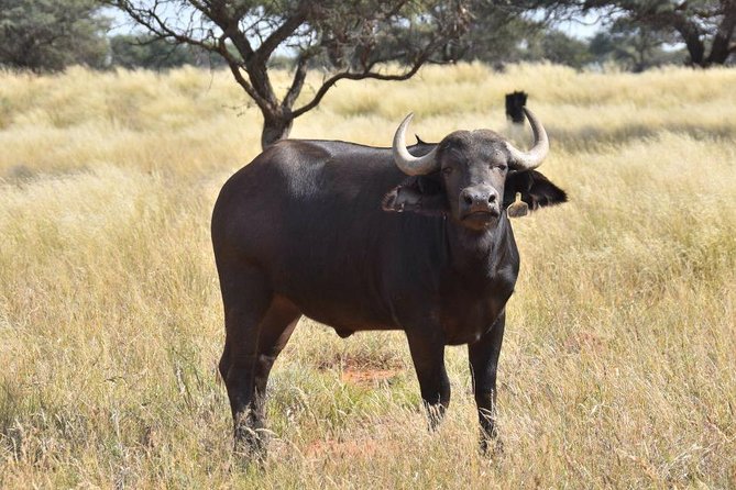 Isimangaliso Wetland Park Boat Cruise & Game Drive Fr Durban 1Day