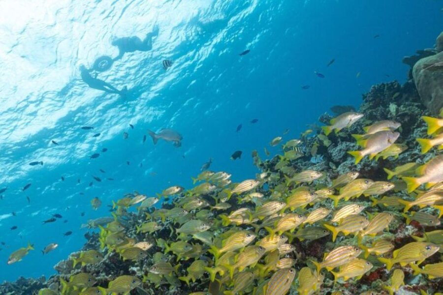 Isla Mujeres: Snorkel Tour at Musa and Manchones Reef - Good To Know