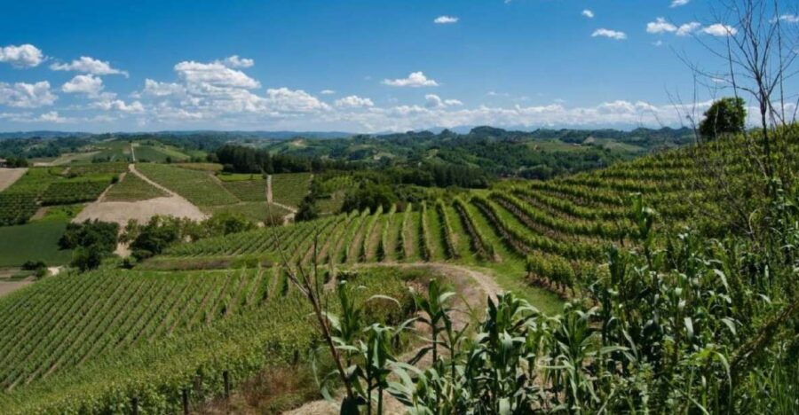 Isola D'asti: Piedmont Wine Tasting Walking Tour - Good To Know