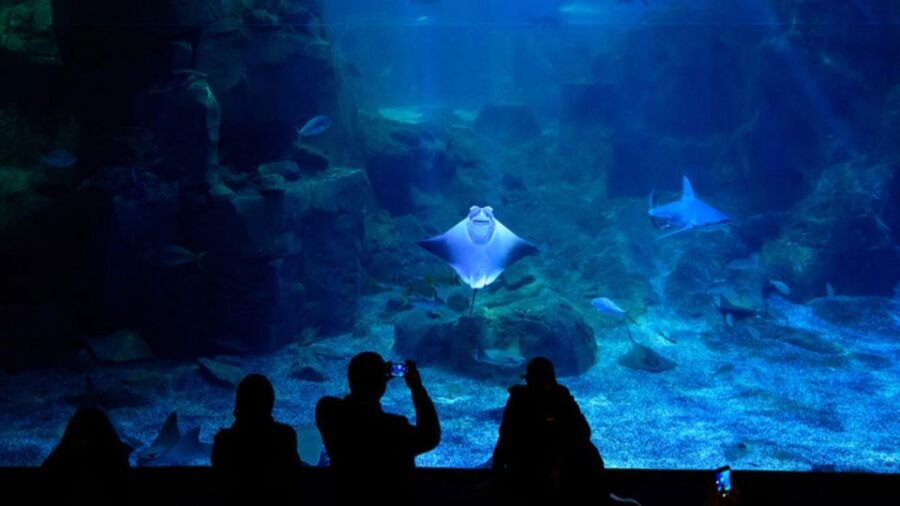 Istanbul: Istanbul Aquarium Ticket & Shuttle Bus From Taksim - Good To Know