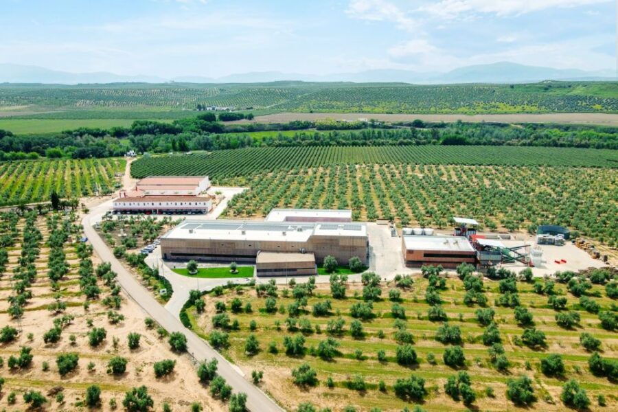 Jabalquinto: Olive Oil Wellness Tour With Thermal Spa Visit - Good To Know