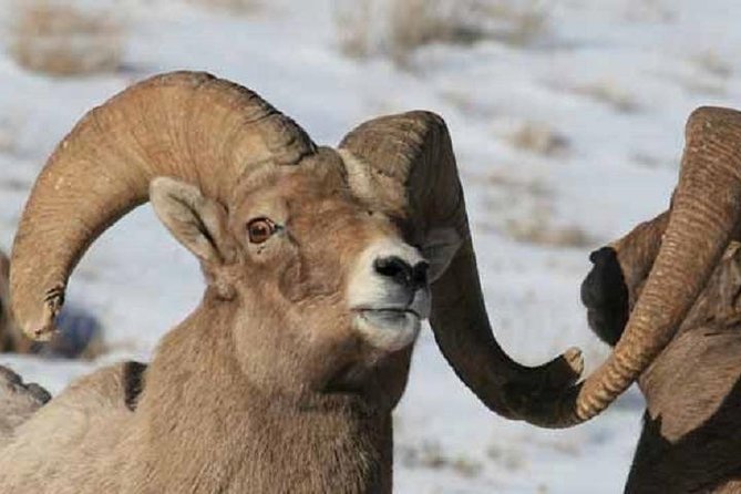 Jackson Hole & Grand Teton Park – Half-Day Wildlife Tour – Morning