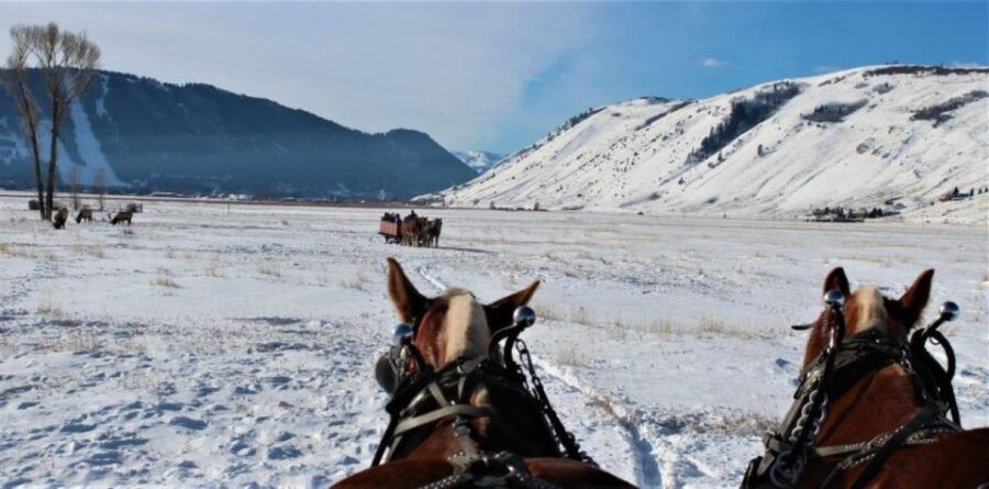 Jackson: National Elk Refuge Sleigh Ride