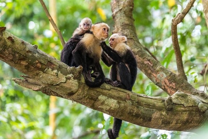 Jaco Monkey Jungle Tour With Costa Rican Lunch