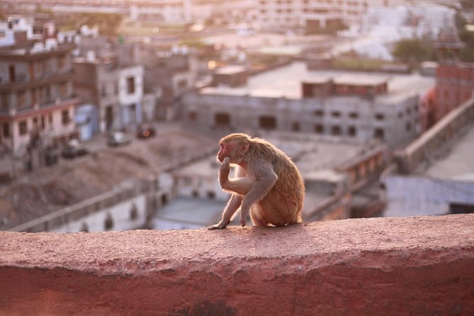 Jaipur Full-Day Tour (Feb ) - Weather Policy