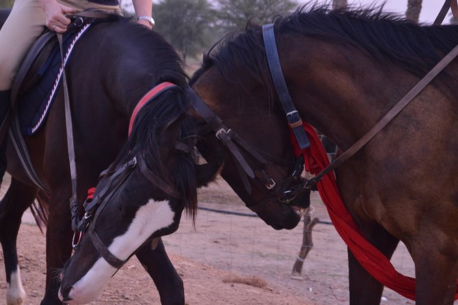 Jaipur Horse Riding Adventure - Good To Know