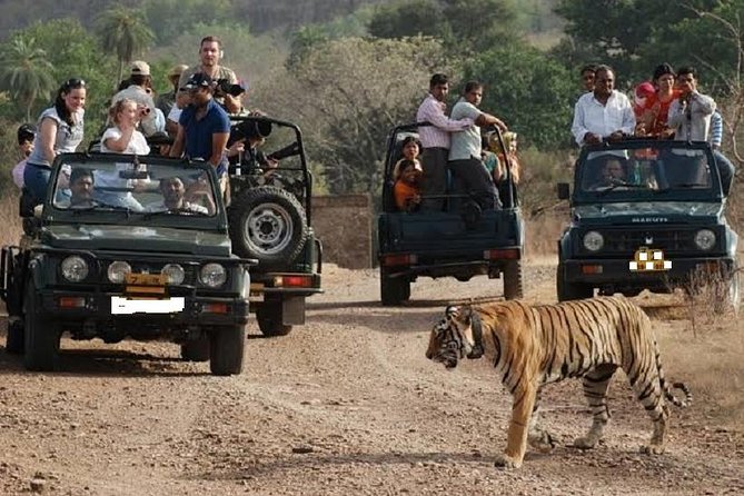 Jaipur to Ranthambore National Park Day Tour – All Inclusive