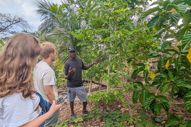 Jamaican Roots Tropical Farm Tour - Explore & Chill (2 Hr)