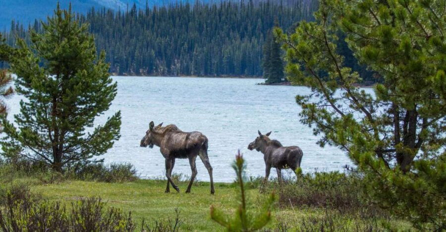 Jasper: Wildlife and Waterfalls Tour With Lakeshore Hike - Good To Know