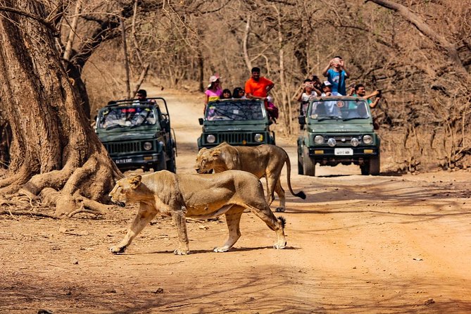 Jeep Safari – Gir National Park, Gujarat, India