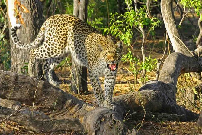 Jhalana Amagarh Leopard Safari Trip From Jaipur - All Inclusive