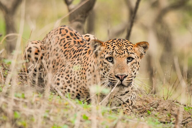 25 Best Safari Tours In Jaipur