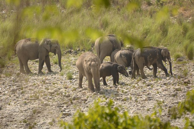 Jim Corbett National Park Overnight Safari (Feb )