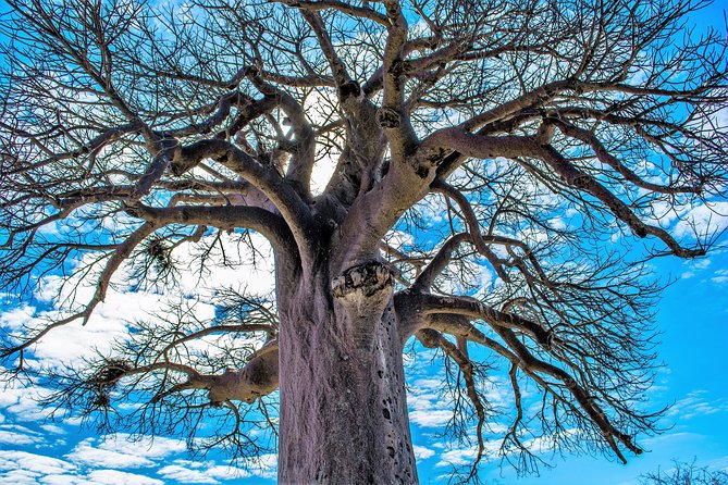 Johannesburg Small-Group 7-Day Tour With Kruger National Park  - Pretoria - Good To Know