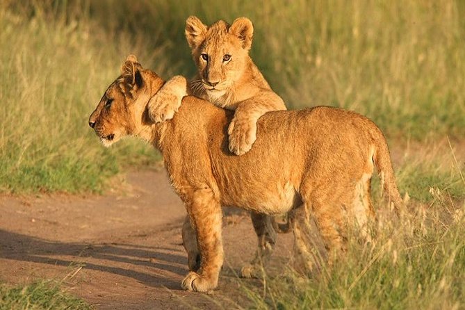 Johannesburg Small-Group Pilanesberg NP Safari  – Pretoria