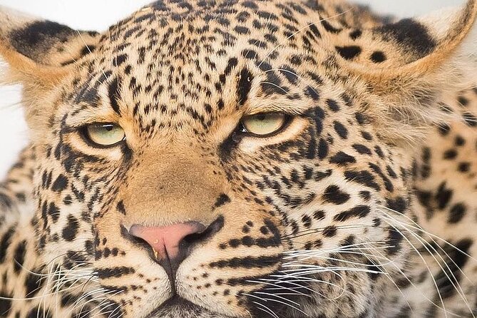 Johannesburg to Cradle of Human Kind, Pilanesberg 3-Day Tour