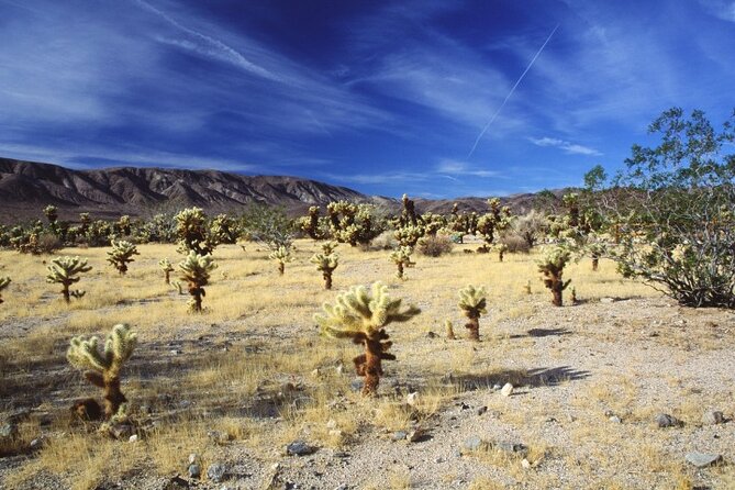 Joshua Tree National Park Self-Guided Driving Tour - Good To Know