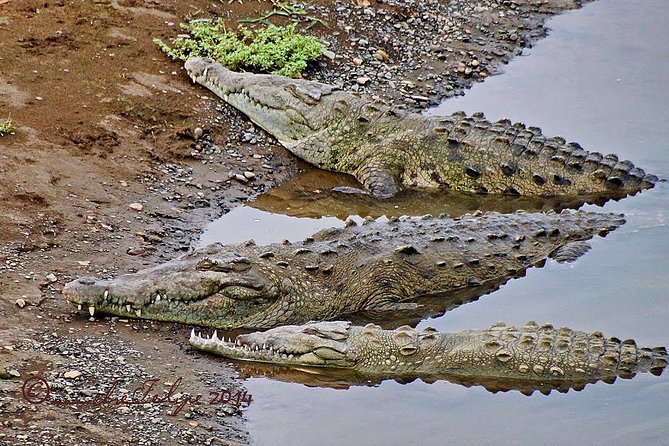 Jungle Crocodile Safari - Punta Arenas Highlights