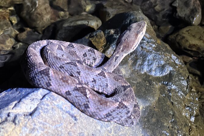 Jungle Dinner & Night Walk Adventure in Jaco - Tour Highlights