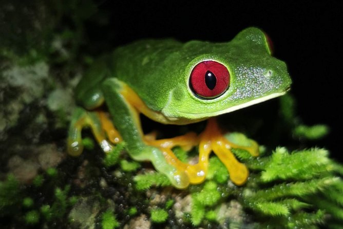 Jungle Night Tour - Good To Know