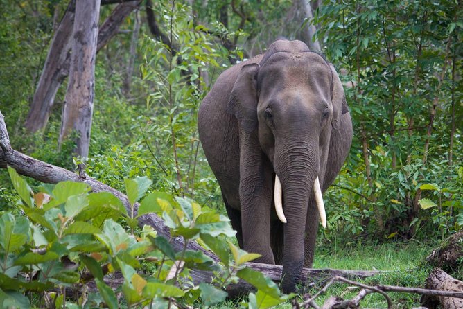 Kabini Nagarhole National Park From Bangalore