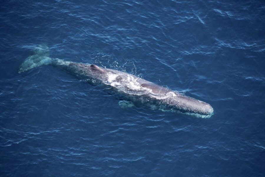 Kaikoura: 1-Hour Whale Watching Helicopter Tour - Good To Know
