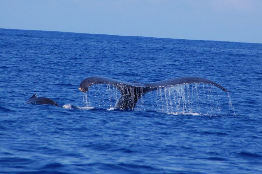 Kailua-Kona: Whale Watching Cruise