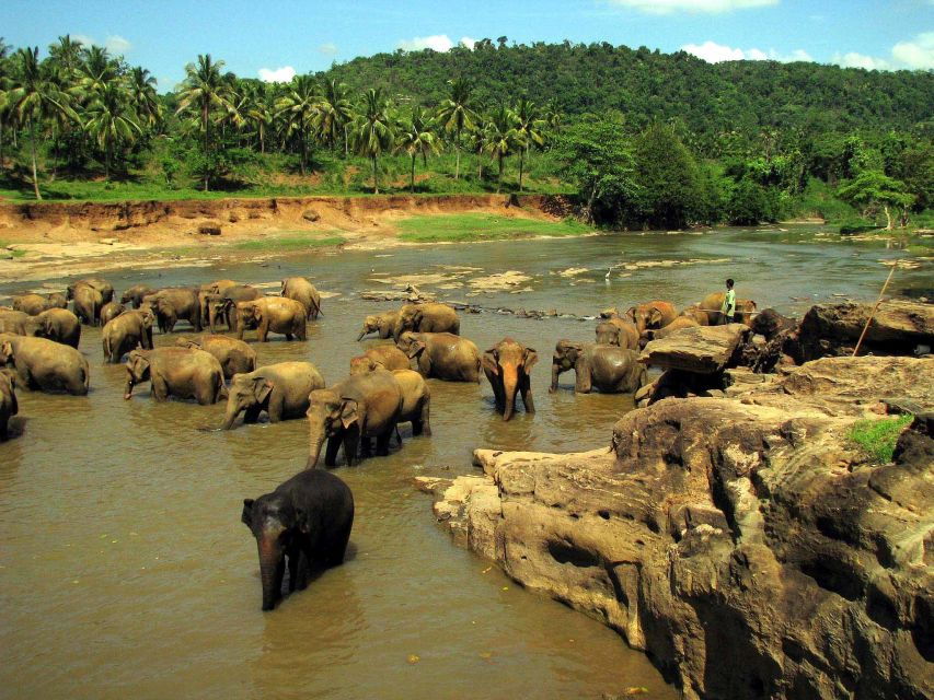 Kandy and Pinnawala Private Full–Day Tour