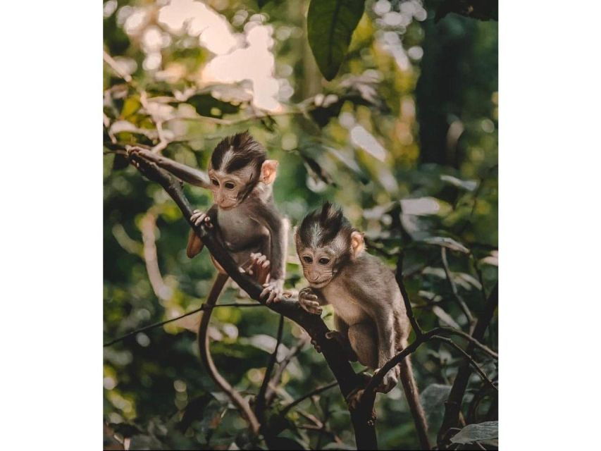 Kandy to Ambuluwawa Tuk Tuk Tour : by Local Scenic Heights