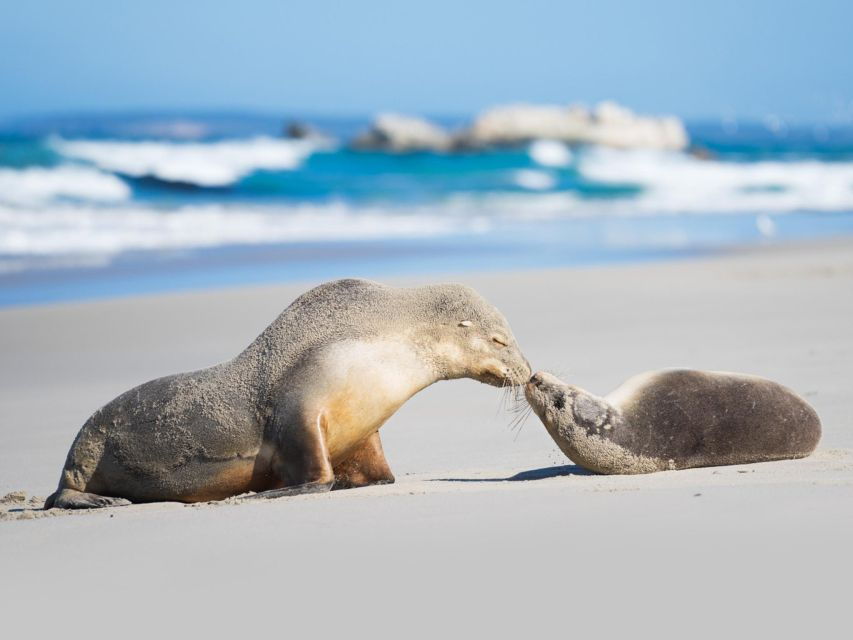 Kangaroo Island Seal Bay Beach Experience – Guided Tour