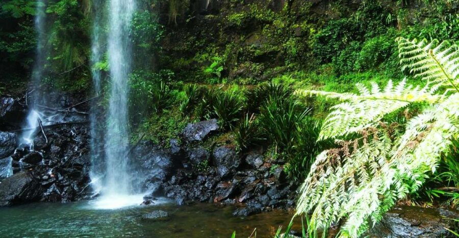 Kangaroos, Rainforest & Waterfalls Experience Gold Coast