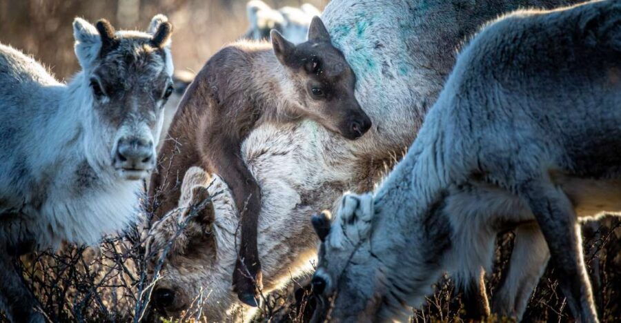 Karasjok: Reindeer Calving Experience
