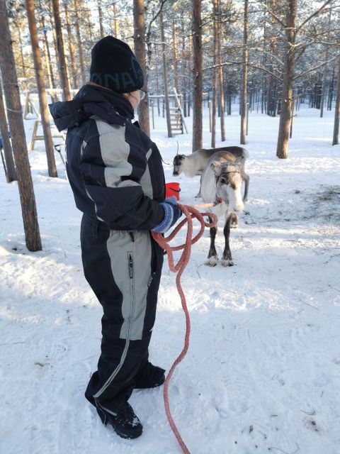 Karasjok: Reindeer Feeding Experience - Good To Know