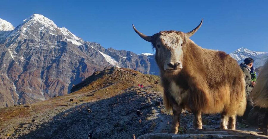 Kathmandu: 5N6-Day Mesmerizing Mardi Himal Guided Trek - Good To Know