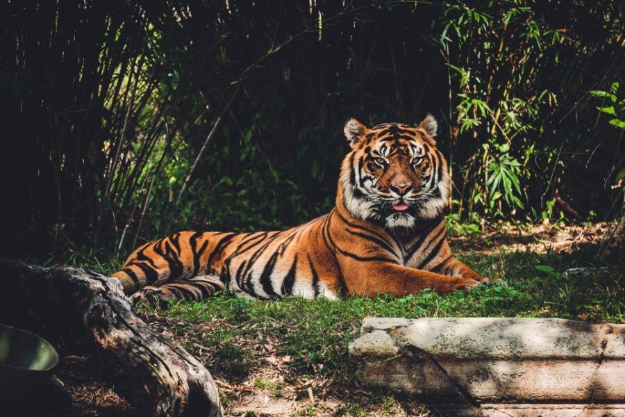 Kathmandu/Pokhara: 2-Day Chitwan Safari Private Tour By Car - Good To Know