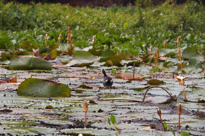 Kayaking Tour in the Chagres River - Good To Know