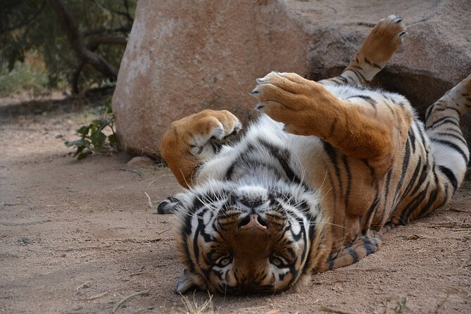 Keepers of the Wild Nature Park, Route 66 Tour in Crozier Canyon - Good To Know
