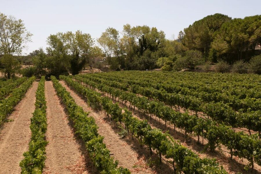 Kefalonia Wine Adventure in 3 Wineries With Tastings - Good To Know