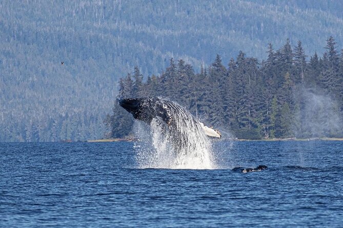Ketchikan Whale Watching and Nature Tour - Good To Know