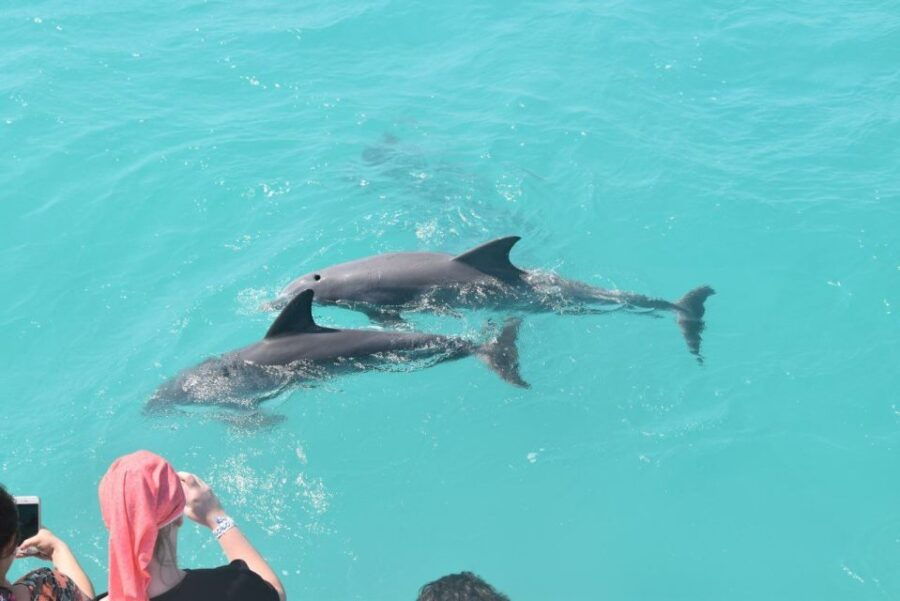 Key West: Dolphin and Snorkel Boat Tour - Good To Know