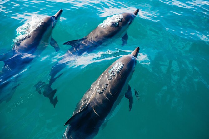 Key West Dolphin Watching and Snorkeling With Beer and Wine From Miami