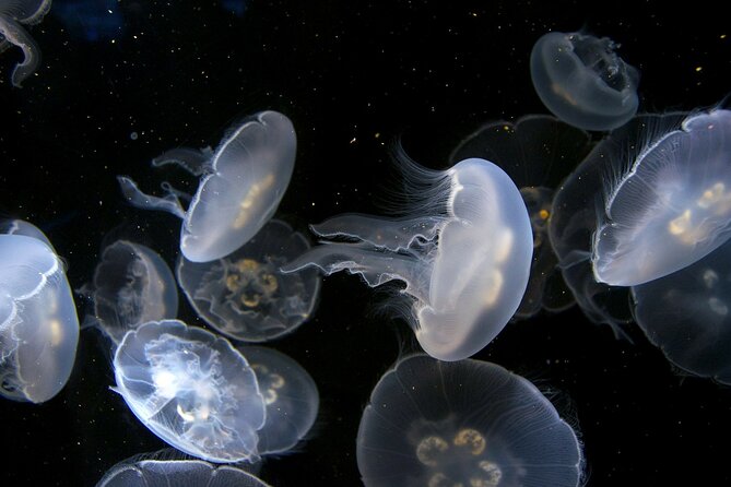 Key West: Morning Snorkeling Breakfast & Drinks, Conch Train & Key West Aquarium - Tour Highlights